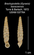 Imagem de <i>Brachypodella baracoensis</i> Torre & Bartsch