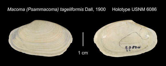 Image of Macoploma tageliformis (Dall 1900)