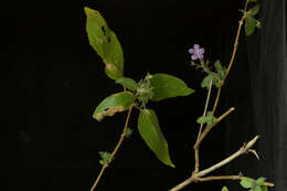 Image of Ruellia inundata Kunth