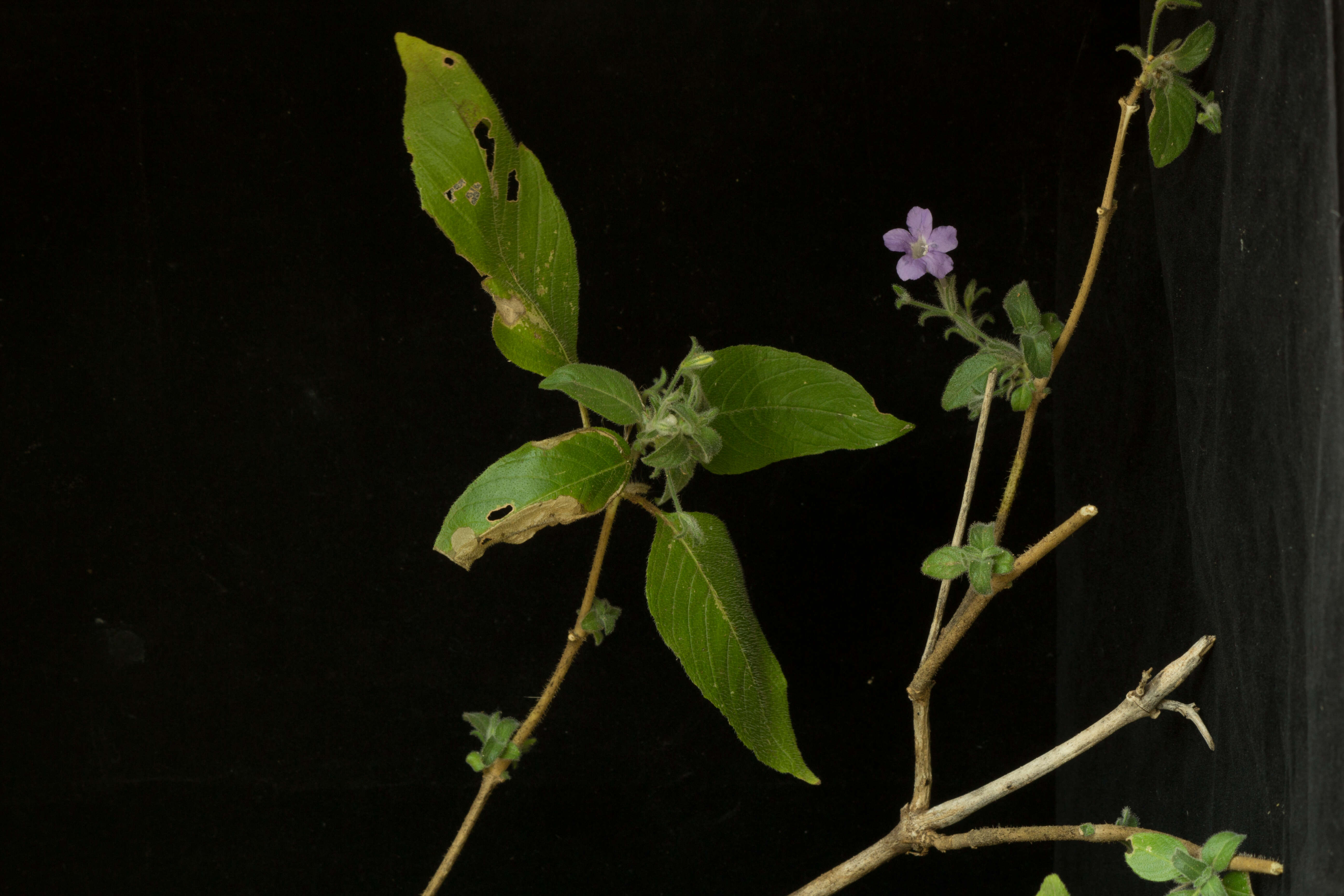 Image of Ruellia inundata Kunth