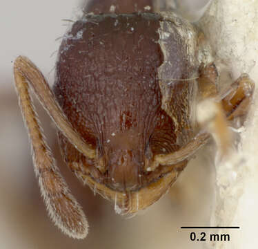 Image of Leptothorax texanus Wheeler 1903