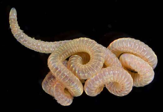 Image of iridescent worm