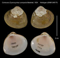 Image of Corbicula (Cyanocyclas) compacta Marshall