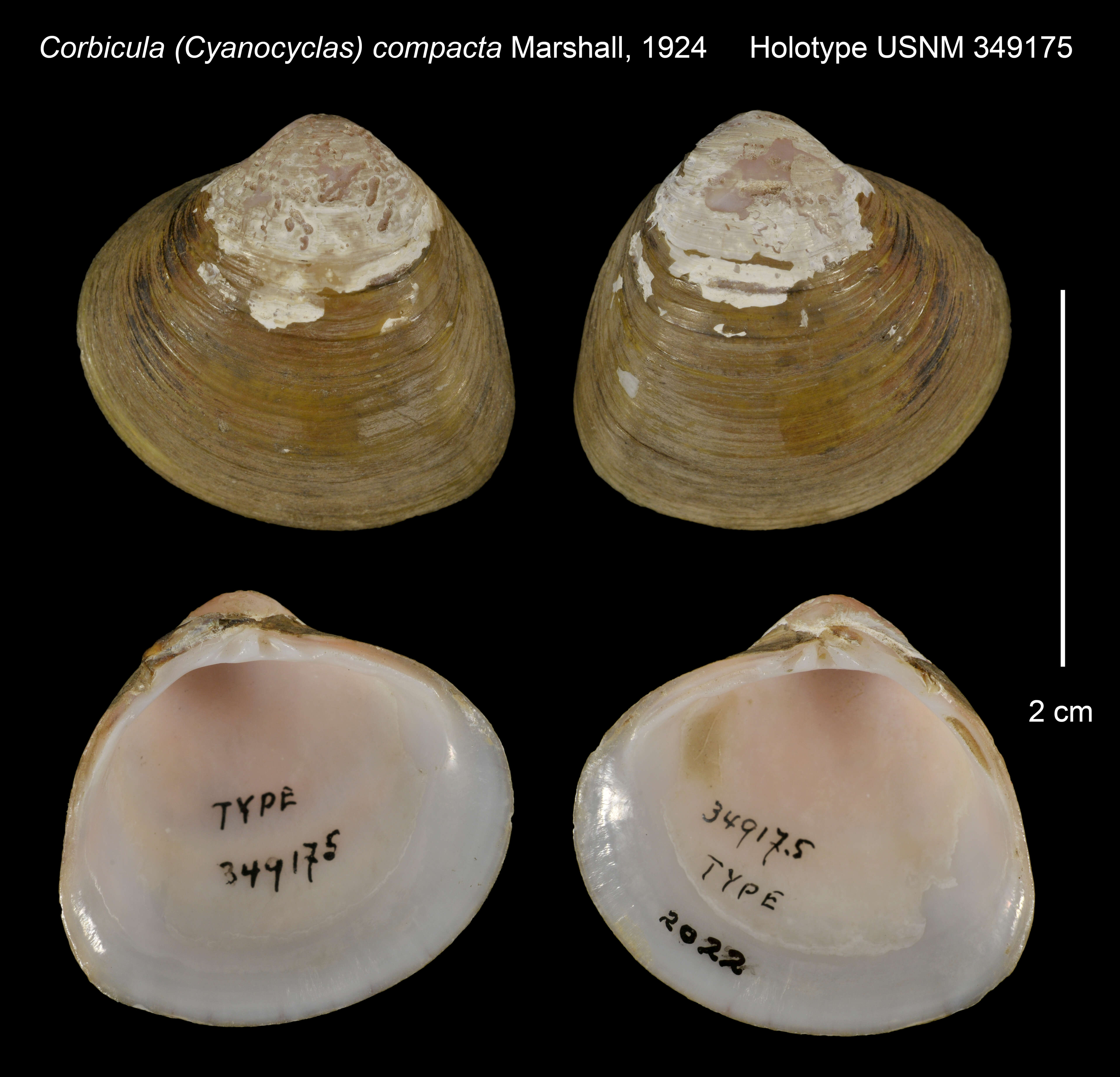 Image of Corbicula (Cyanocyclas) compacta Marshall