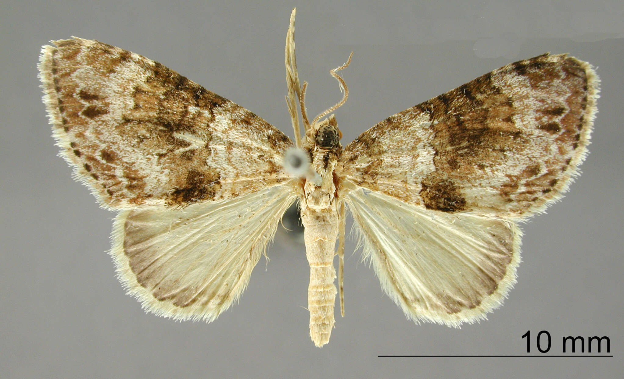 Image of Hammaptera linusaria Schaus 1912