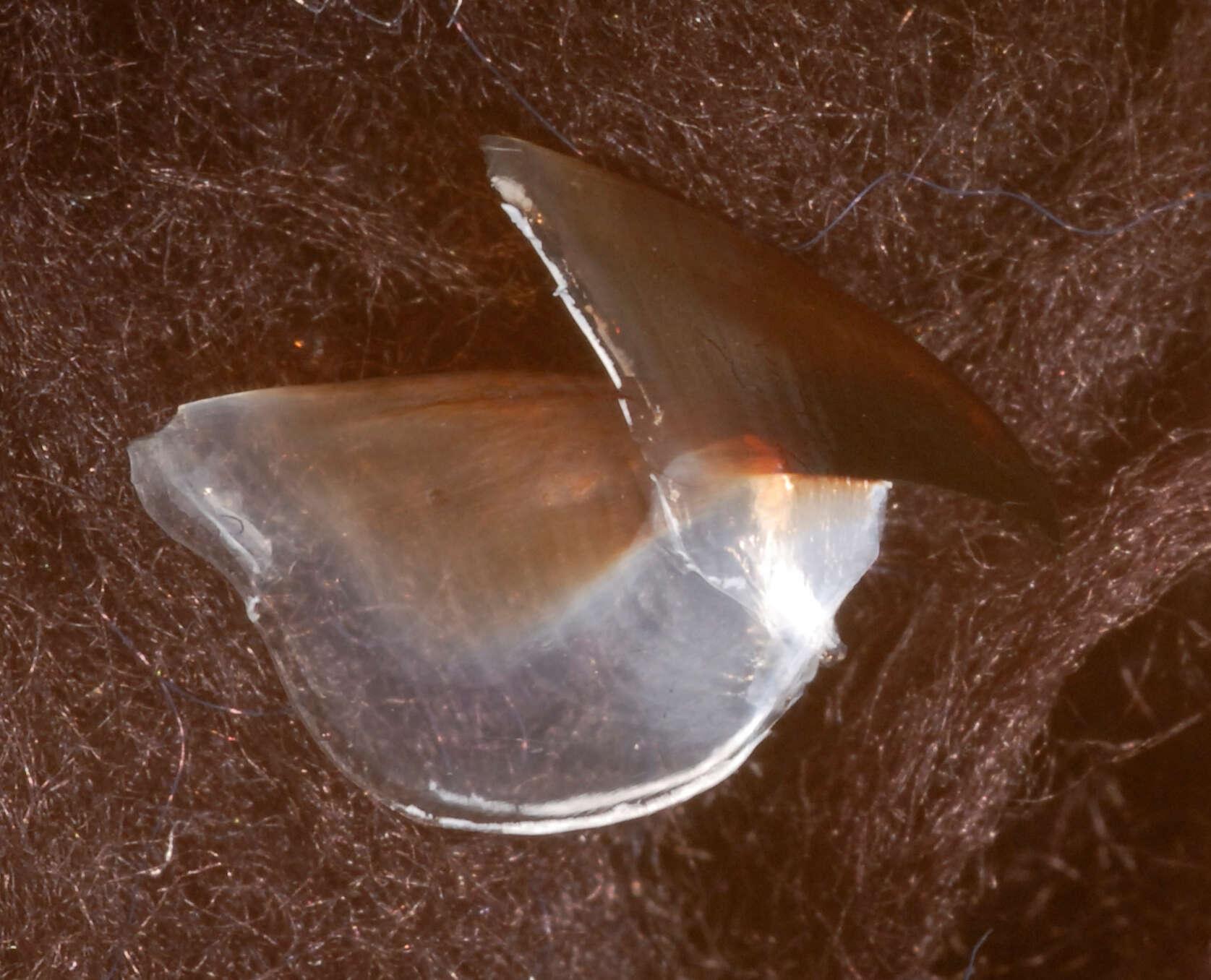 Image de Neoteuthis thielei Naef 1921