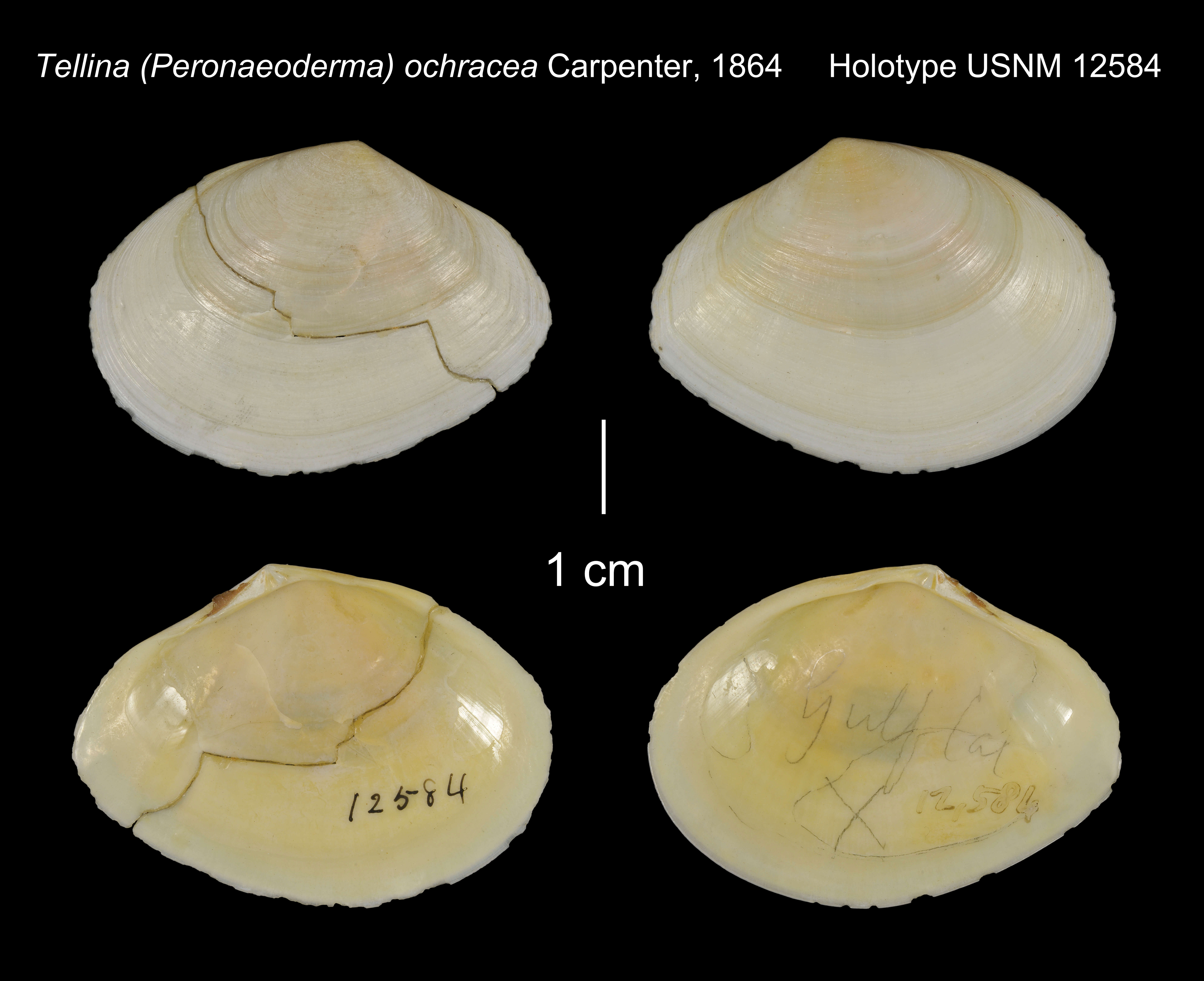 Image of Laciolina ochracea (Carpenter 1864)