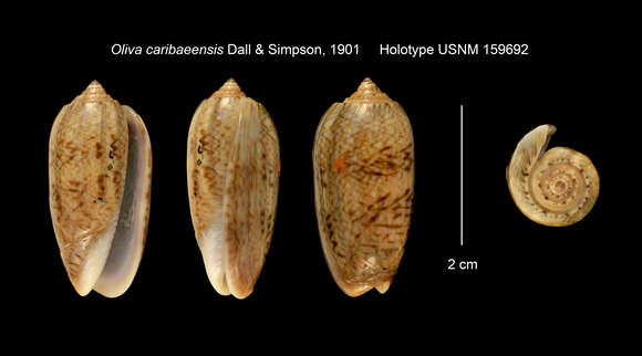 Image of Oliva scripta Lamarck 1811