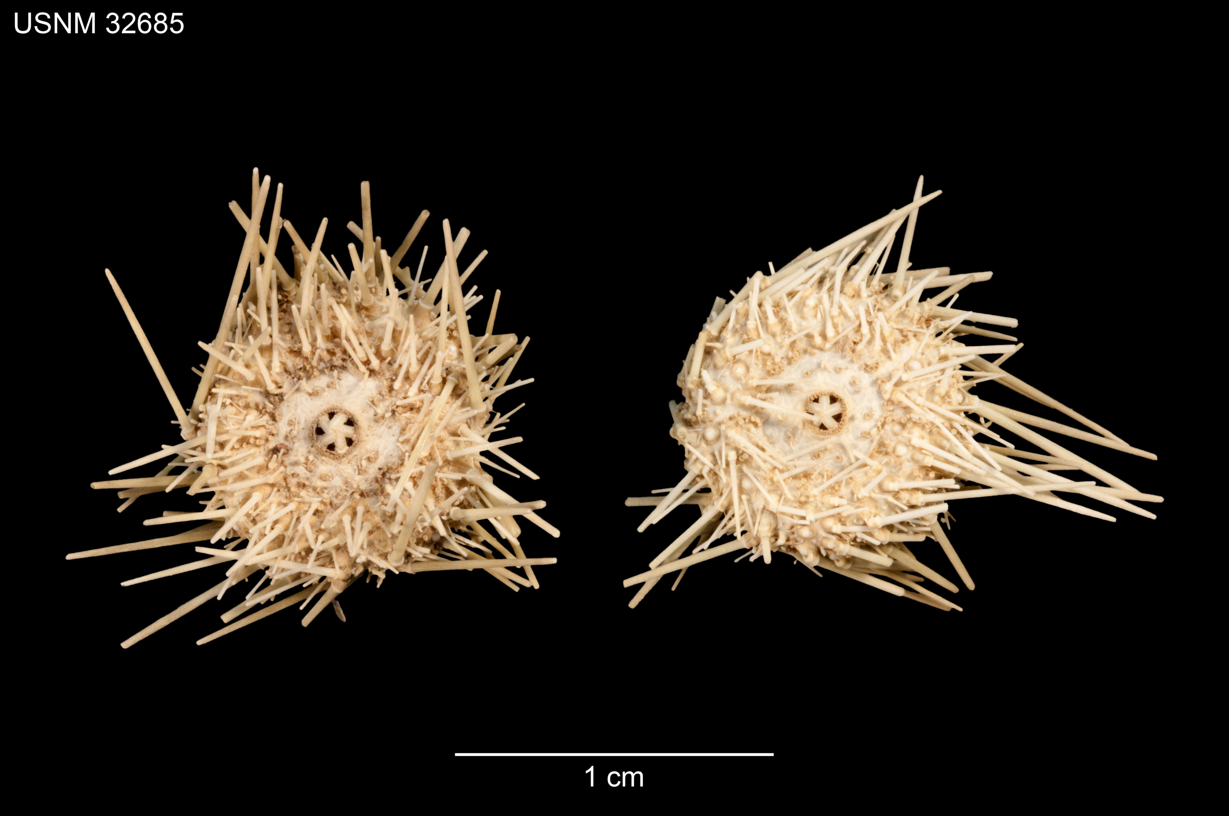 Image of Lytechinus pictus (Verrill 1867)