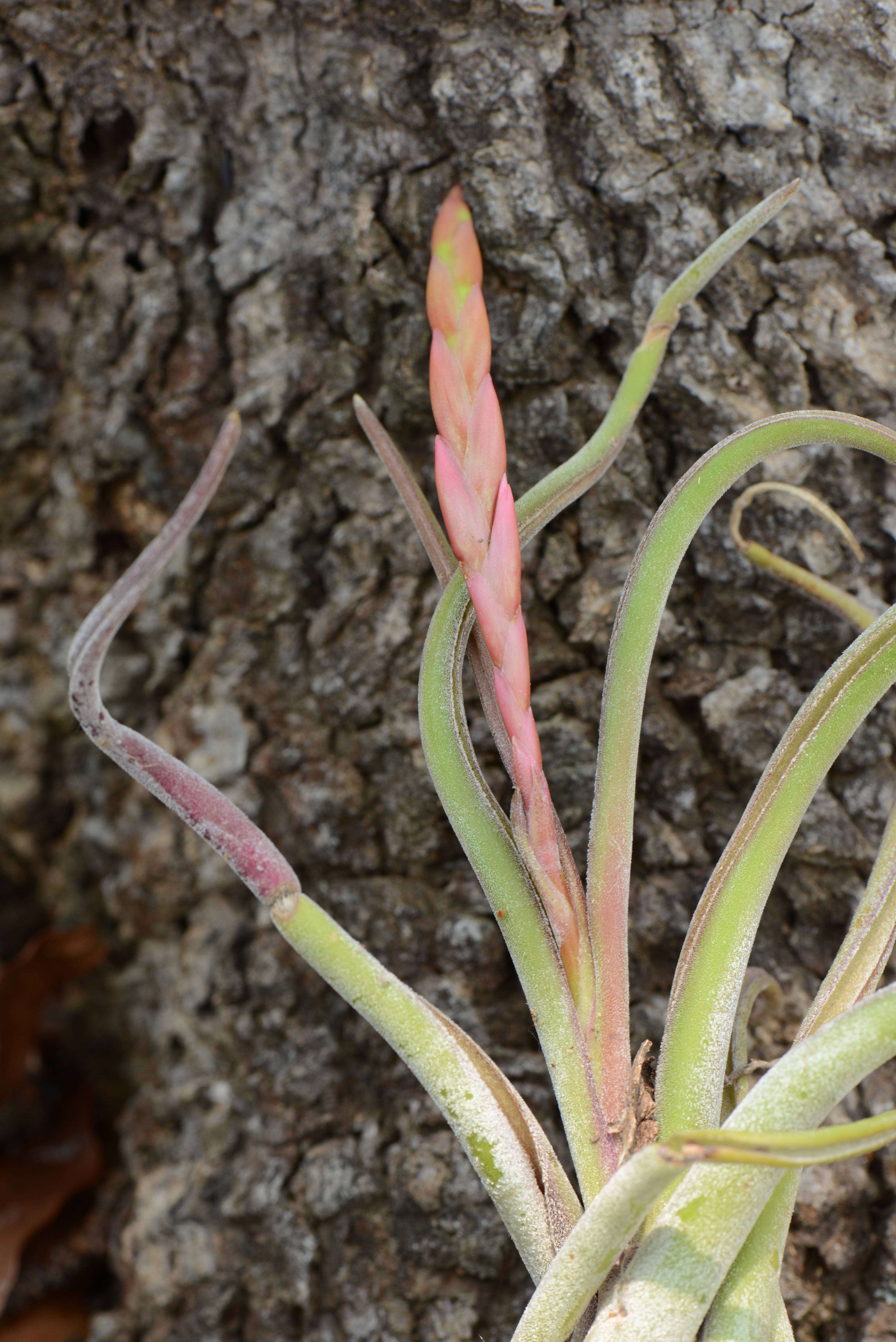 Image of Octopus plant