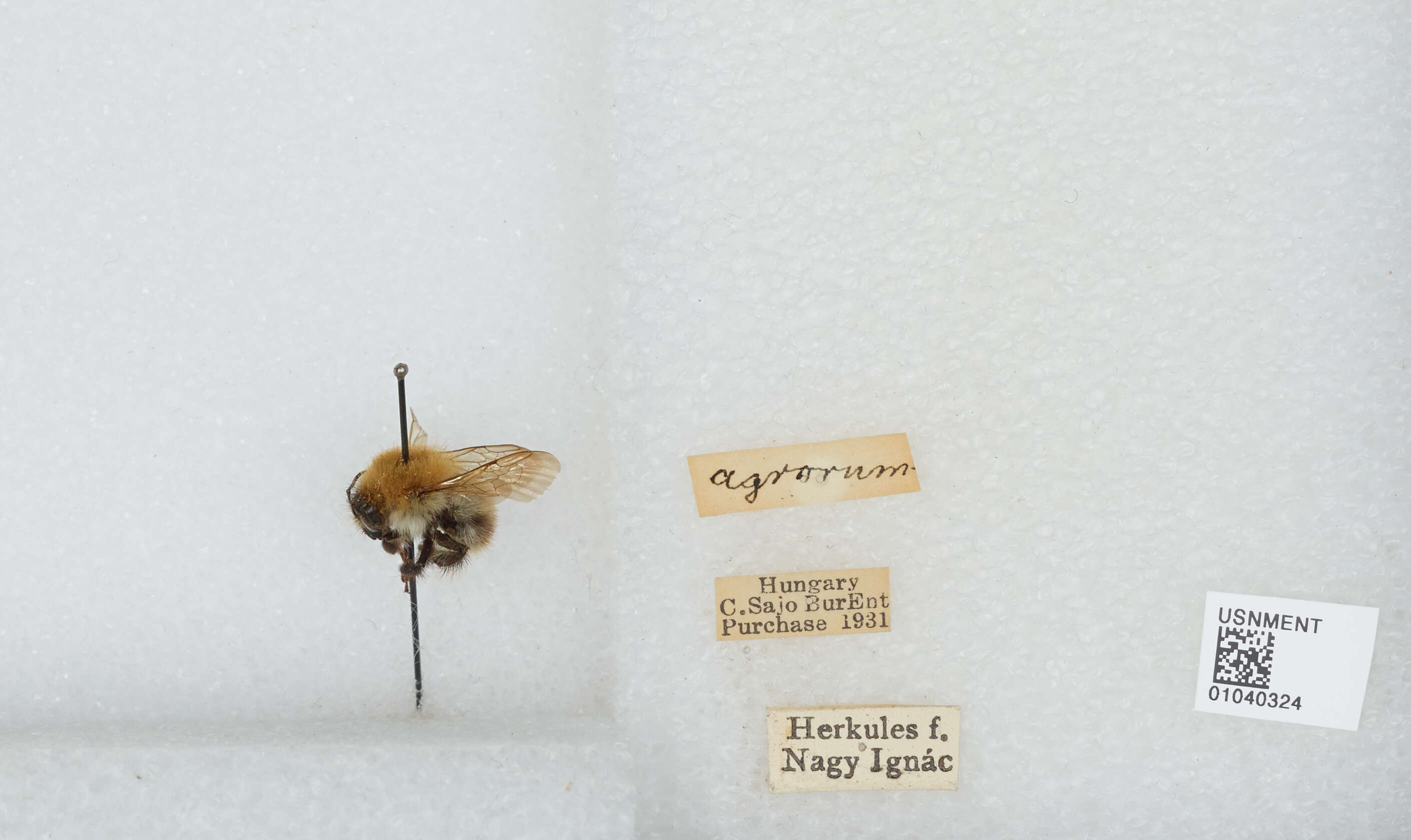 Image of Common carder bumblebee