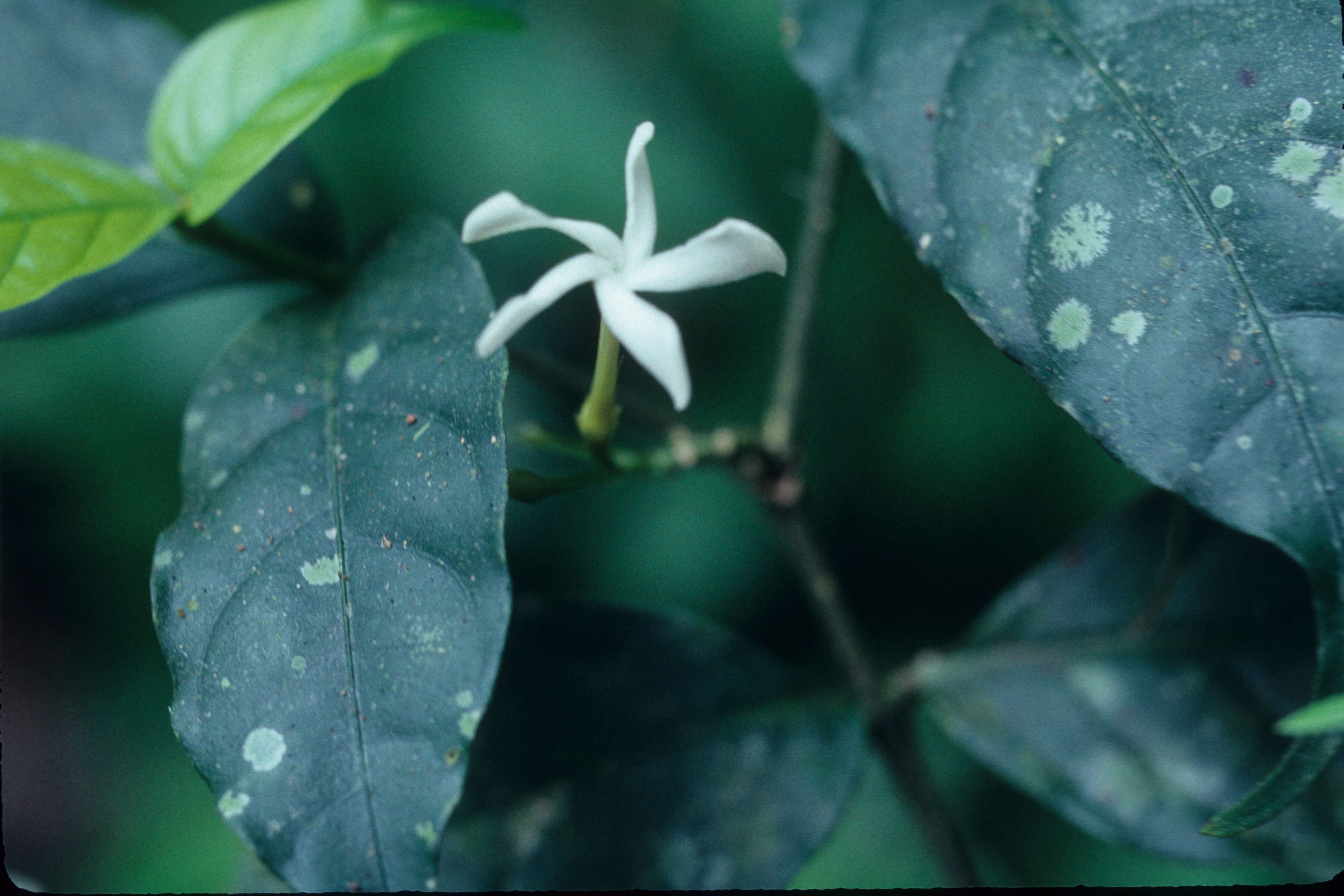 Imagem de Tabernaemontana heterophylla Vahl