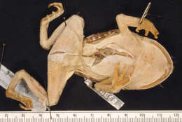 Sivun Incilius nebulifer (Girard 1854) kuva