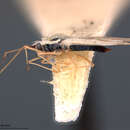 Image of Leptopharsa ruris Drake 1942