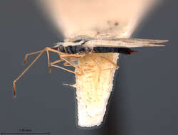 Image of Leptopharsa ruris Drake 1942