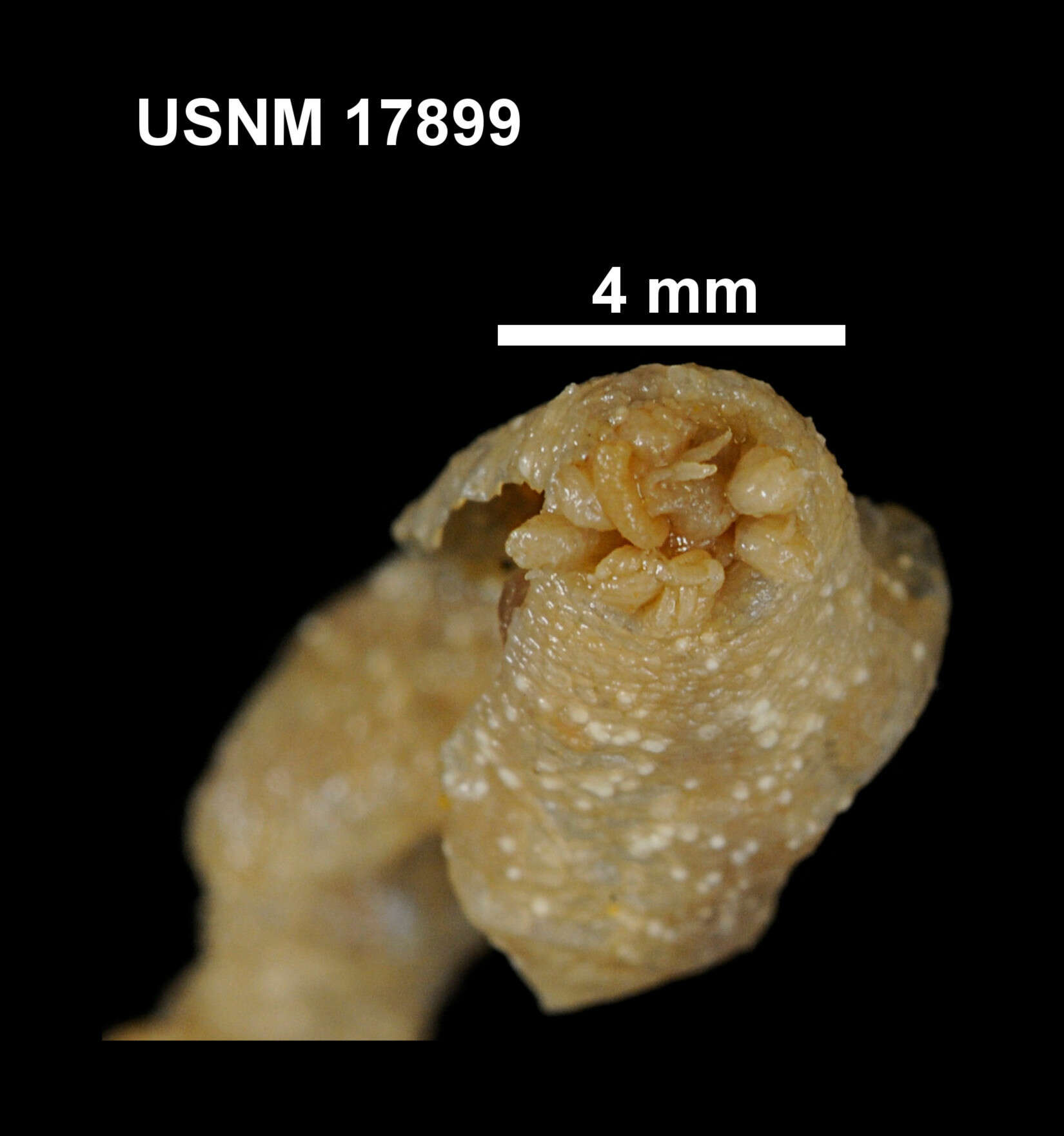 Image de Taeniogyrus australianus (Stimpson 1855)