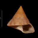 Imagem de Calliostoma marionae Dall 1906