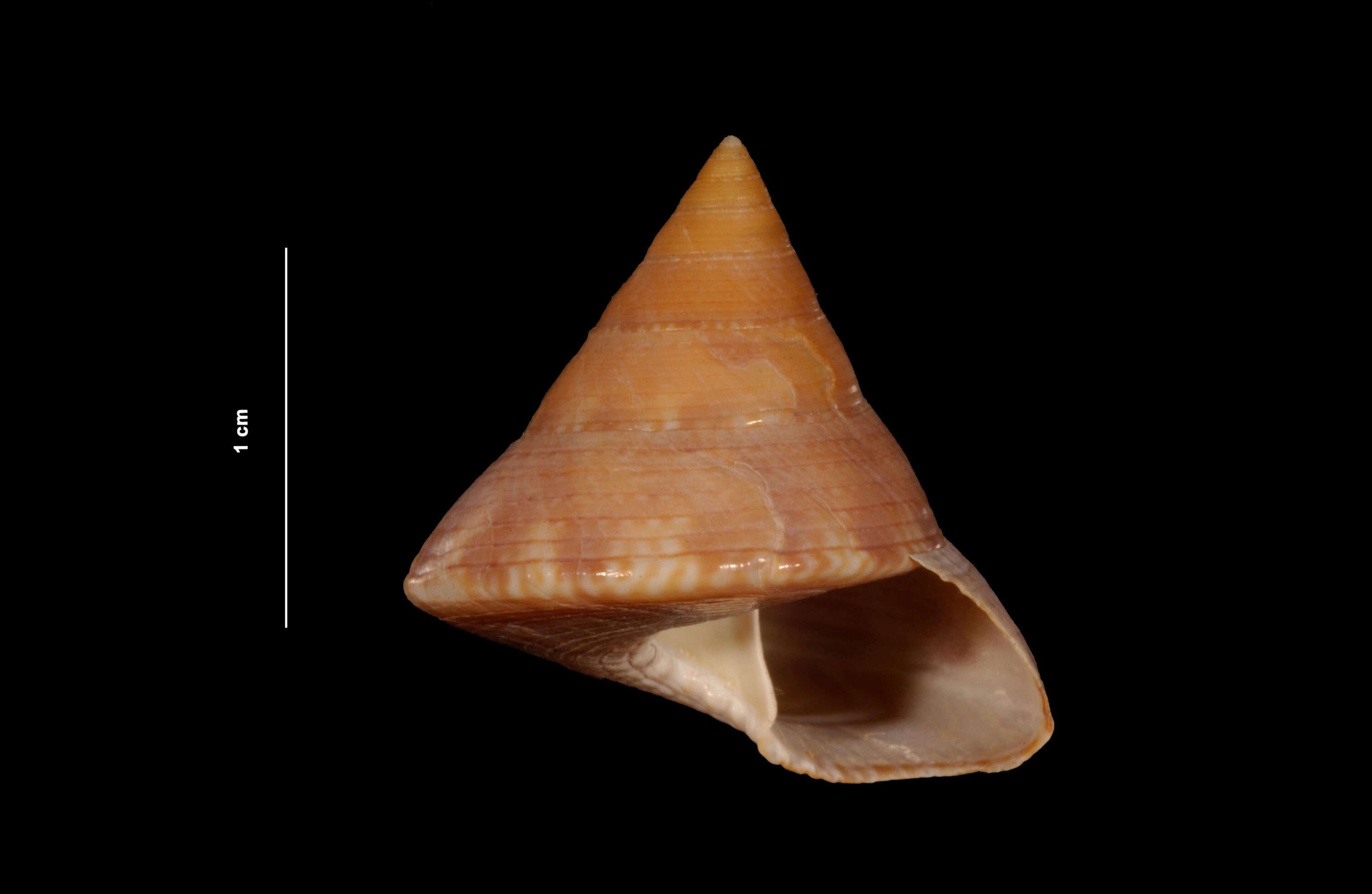 Image of Calliostoma marionae Dall 1906