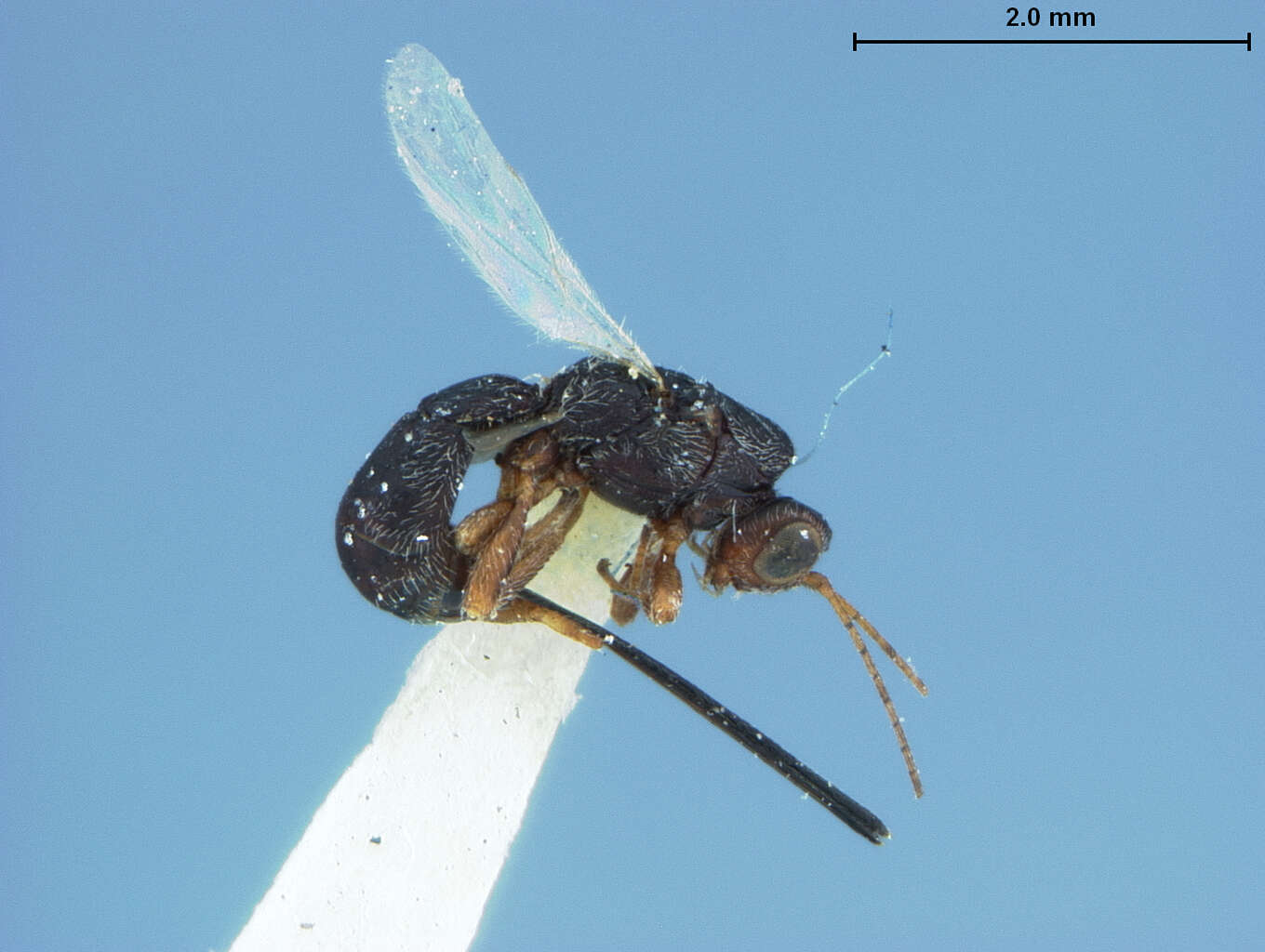 Image of Parasitoid wasp