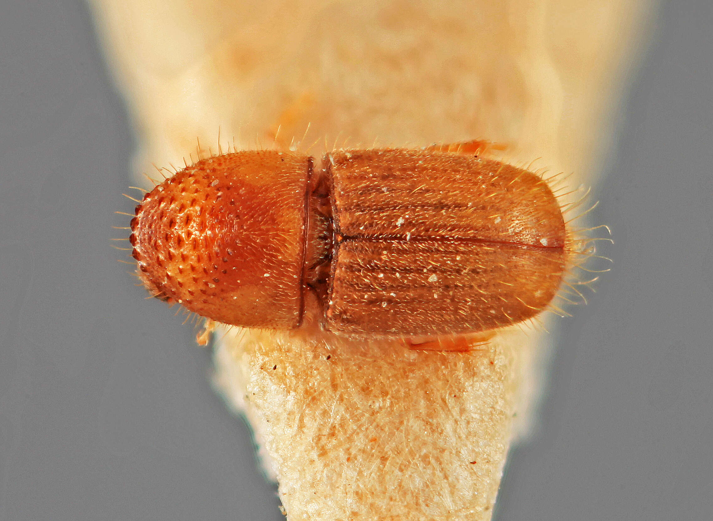 Image of Cryphalus dipterocarpi Beeson 1941