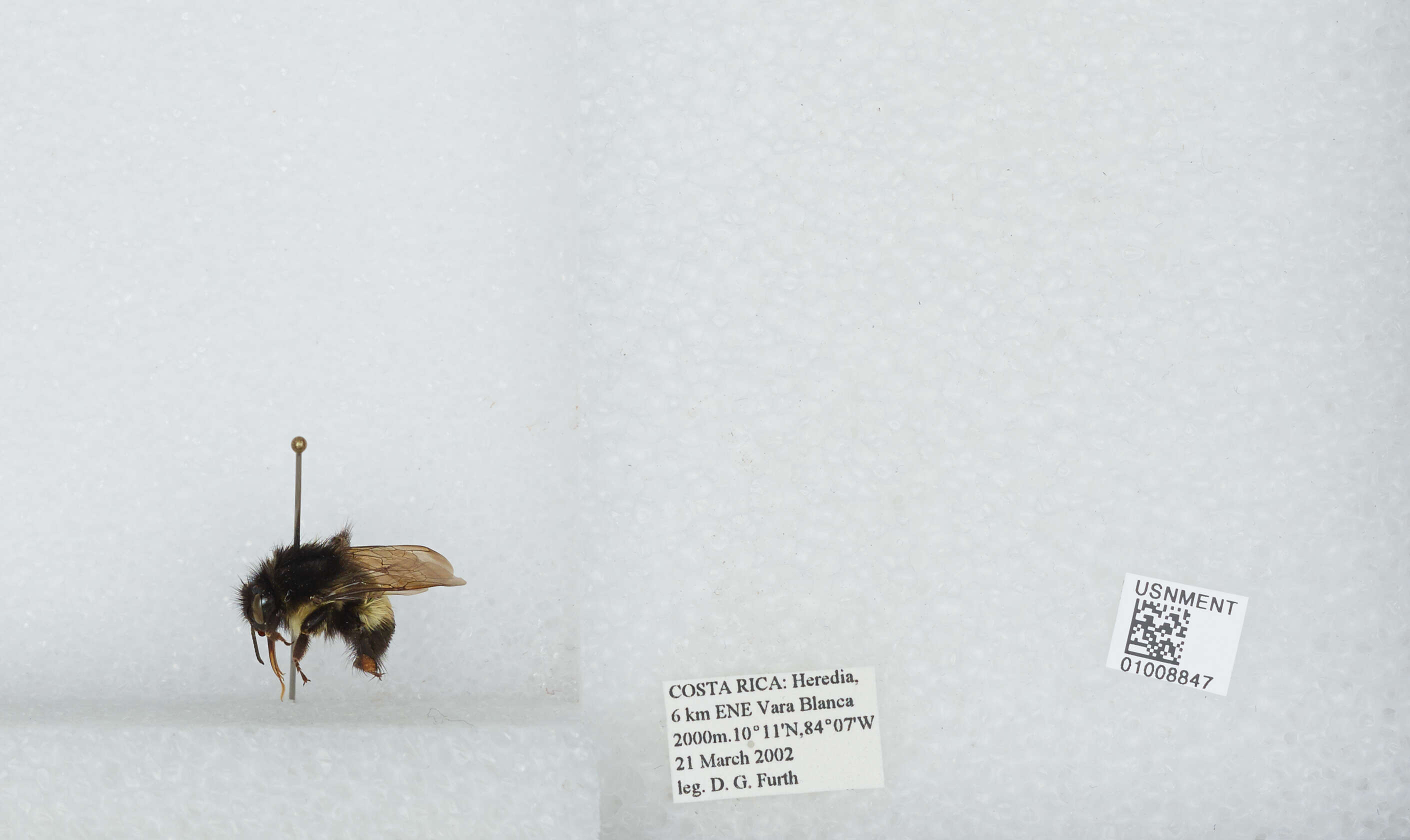 Bombus ephippiatus Say 1837 resmi