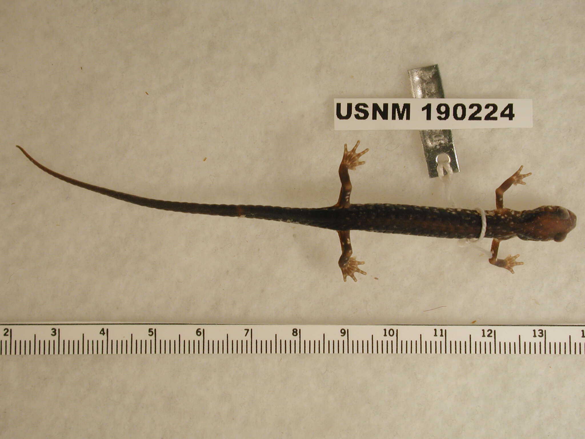 Image of White-spotted Salamander