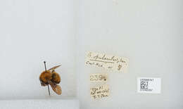 Image of Bombus opulentus Smith 1861