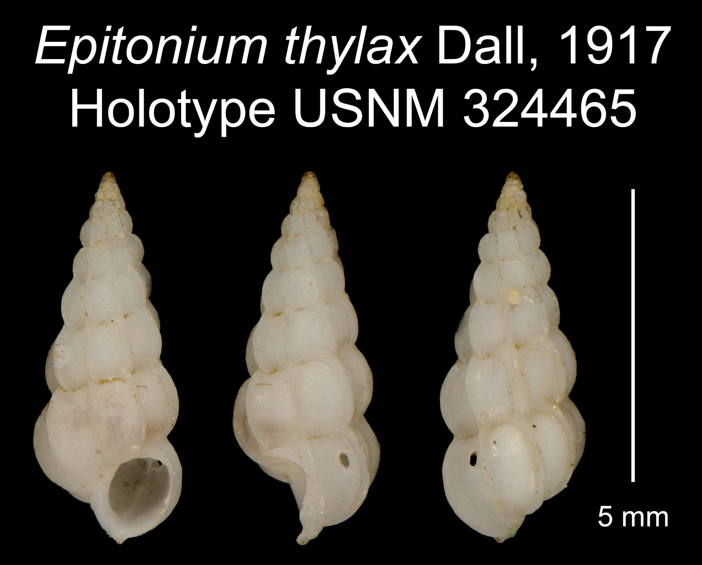 Image of Epitonium thylax Dall 1917