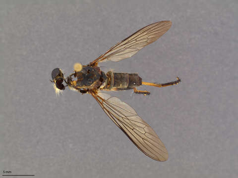 Image of Ommatius cinnamomeus Scarbrough 1984