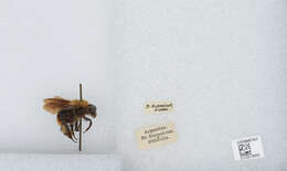 Imagem de Bombus bellicosus Smith 1879