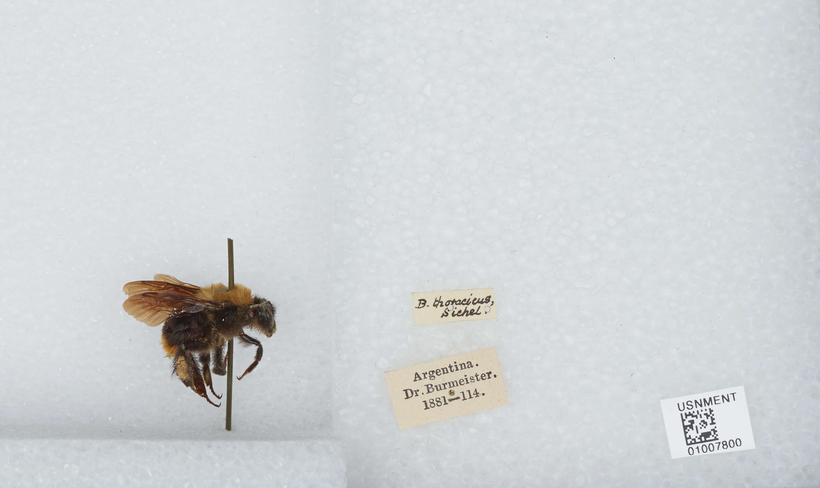 Imagem de Bombus bellicosus Smith 1879