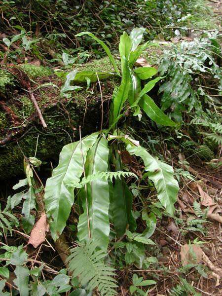 Image of Hawai'I birdnest fern