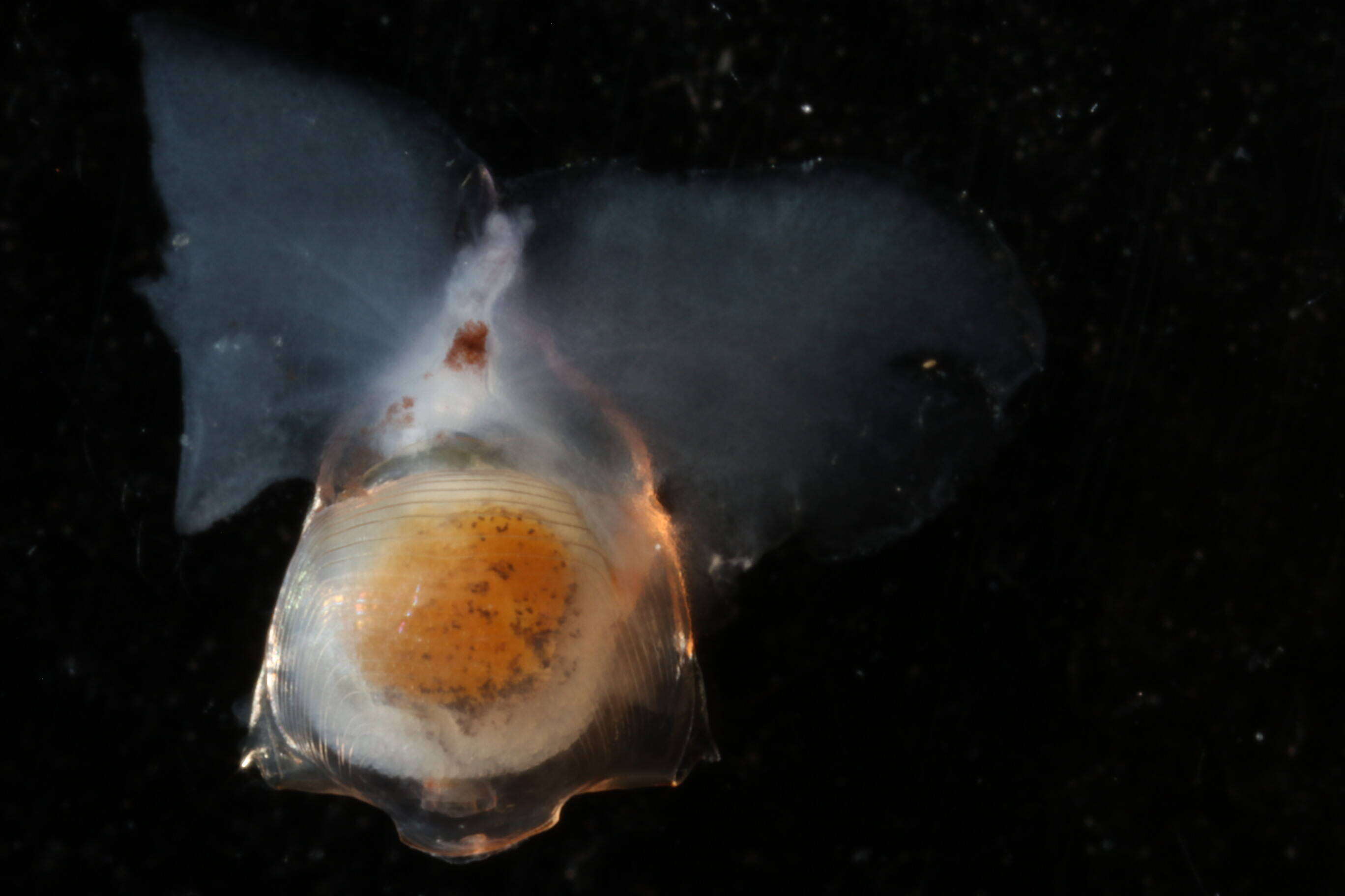 Image of Diacavolinia longirostris (Blainville 1821)