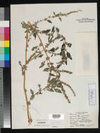 Image of Thorny pigweed