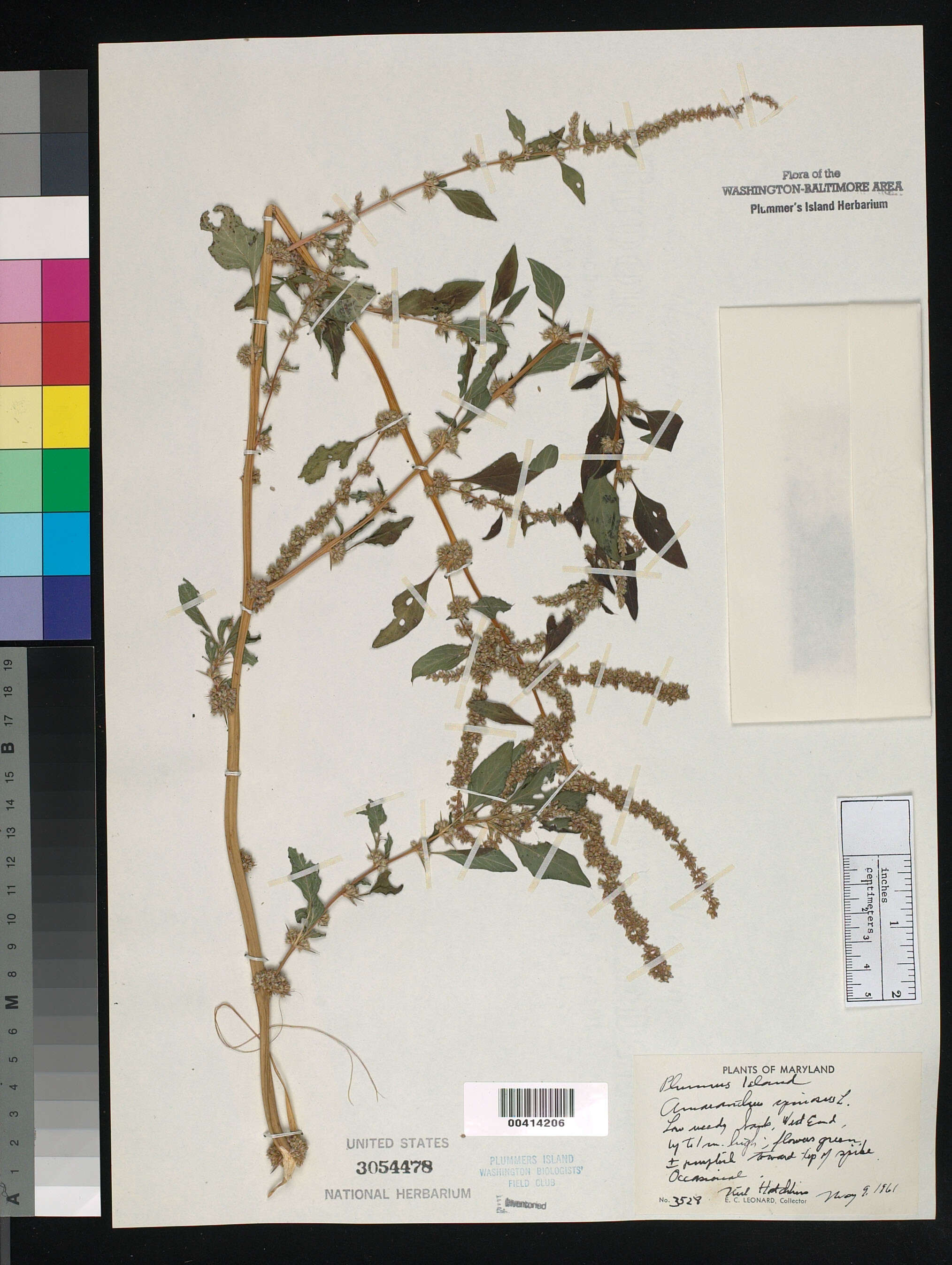 Image of Thorny pigweed