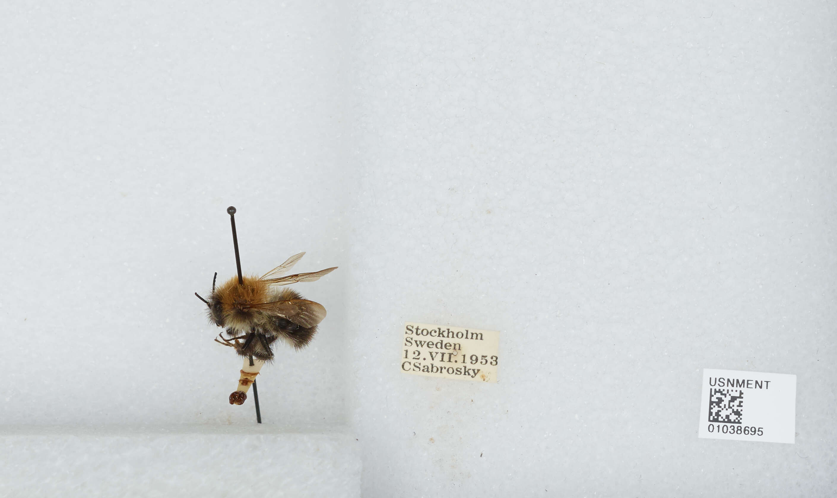 Image of Common carder bumblebee