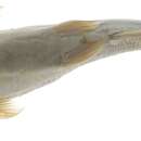 Image of Taylor's sea catfish