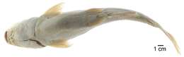 Image of Taylor's sea catfish