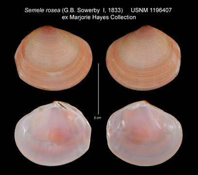 Image of Semele rosea (G. B. Sowerby I 1833)