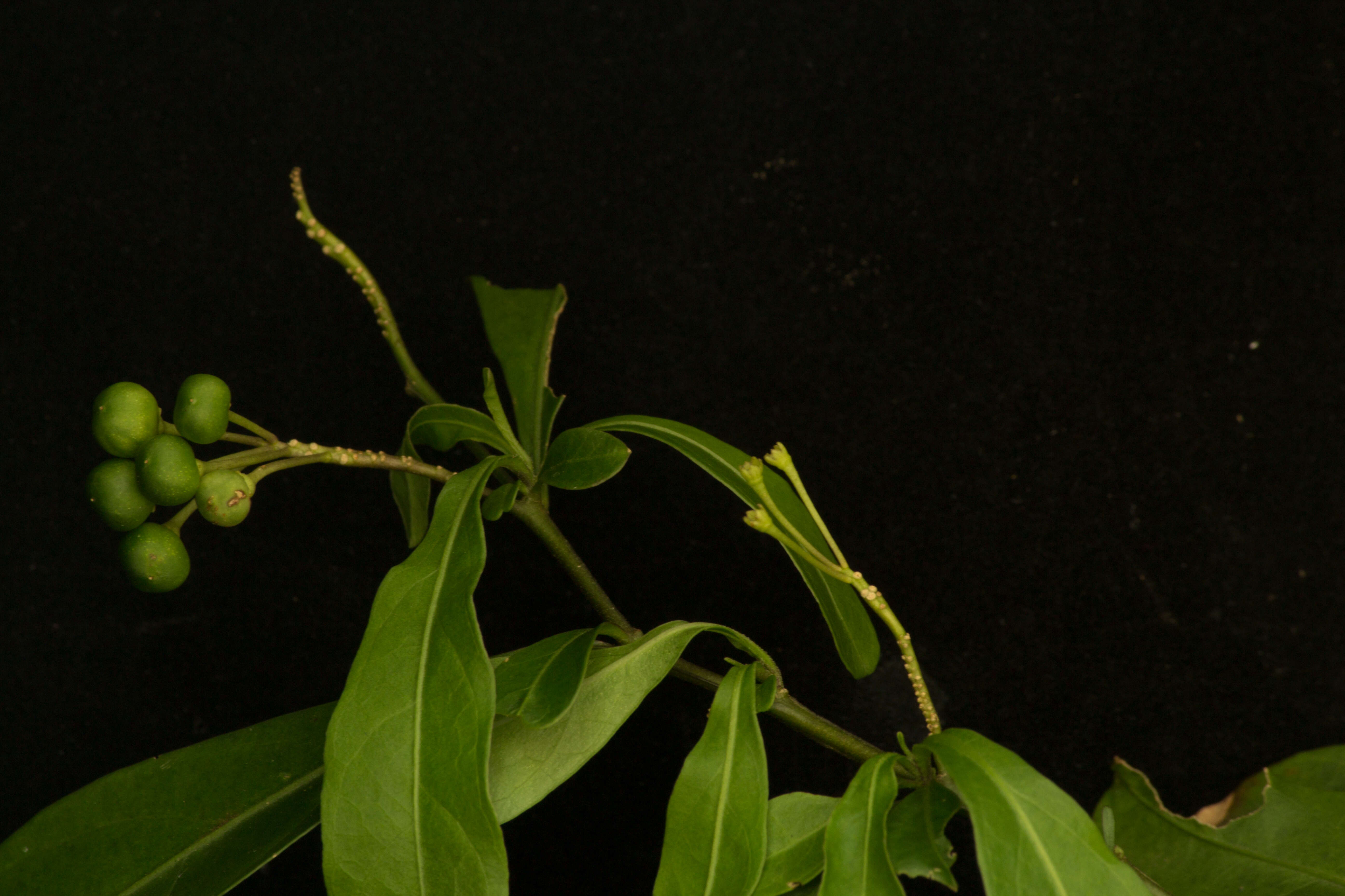 Image of twoleaf nightshade