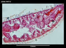 Image of Metamenia Thiele 1913