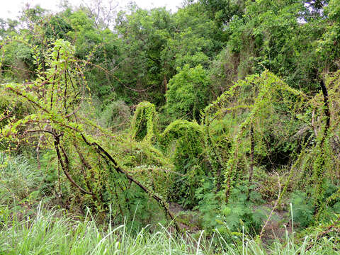 Image of Texas madeiravine