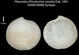 Image of Parvilucina crenella (Dall 1901)