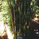 Слика од Bambusa textilis McClure