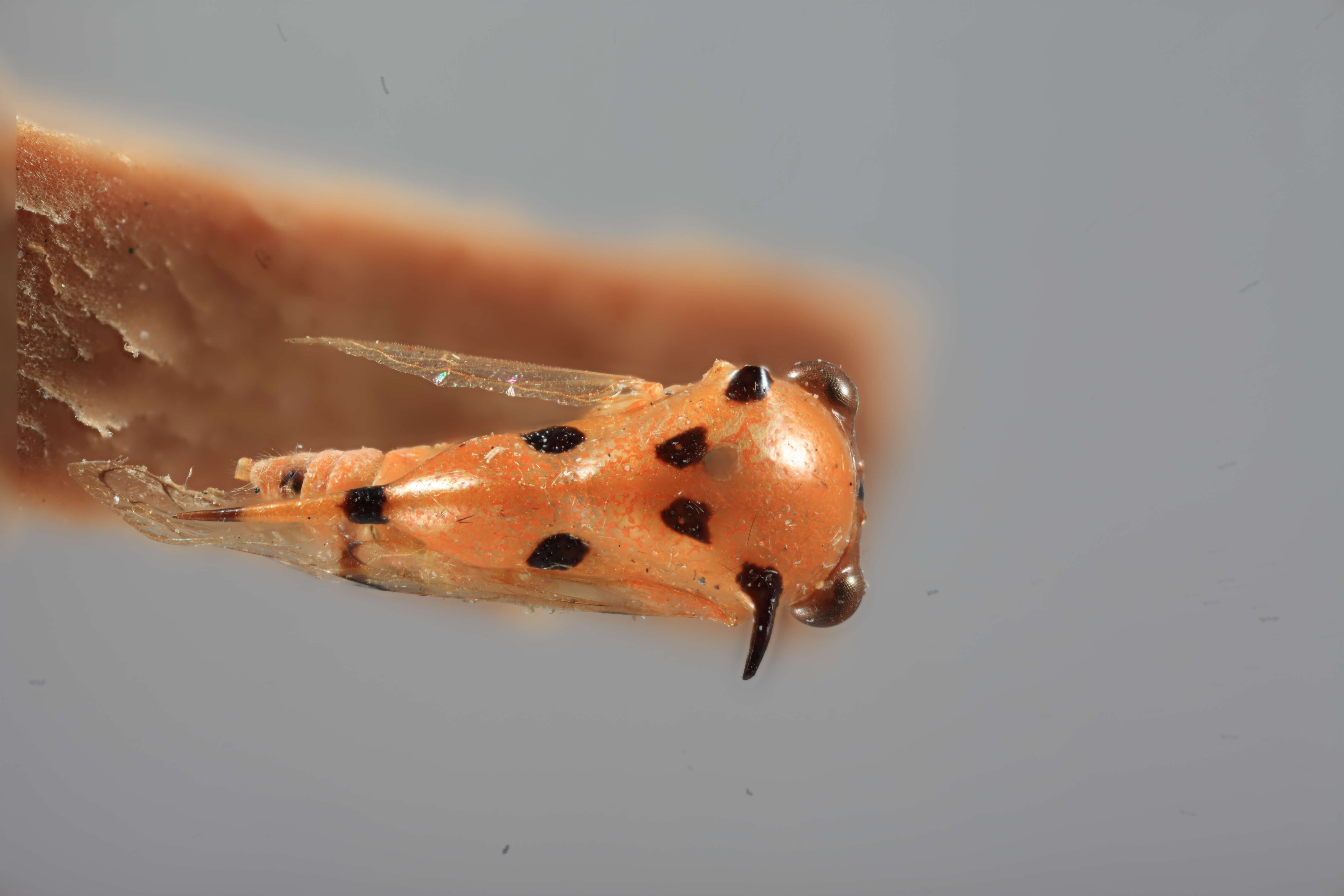 Image of Aphetea nigropicta Funkhouser