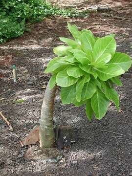 Image of cabbage on a stick