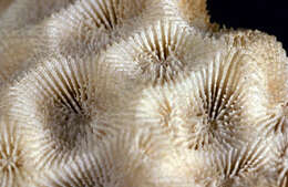 Image of Honeycomb coral