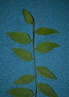 Image of Solanaceae
