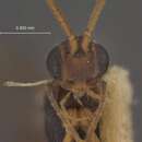 Image de Orgilus macrurus Muesebeck 1970