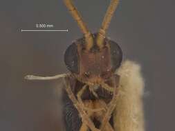 Image of Orgilus macrurus Muesebeck 1970